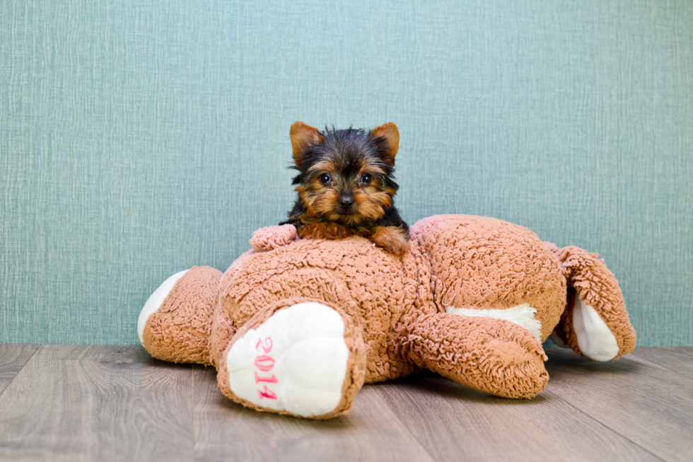Meet Tinkerbell - our Yorkshire Terrier Puppy Photo 