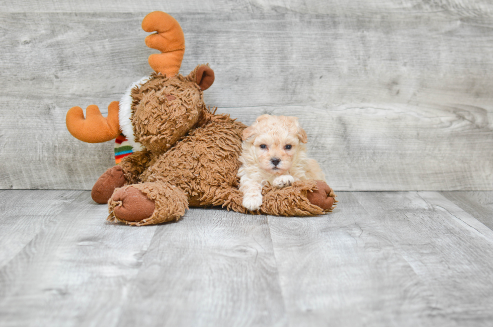 Small breed puppies for sale Teacup Pups for sale in Ohio Premier Pups