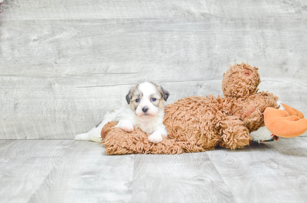 8 week old teddy bear puppies