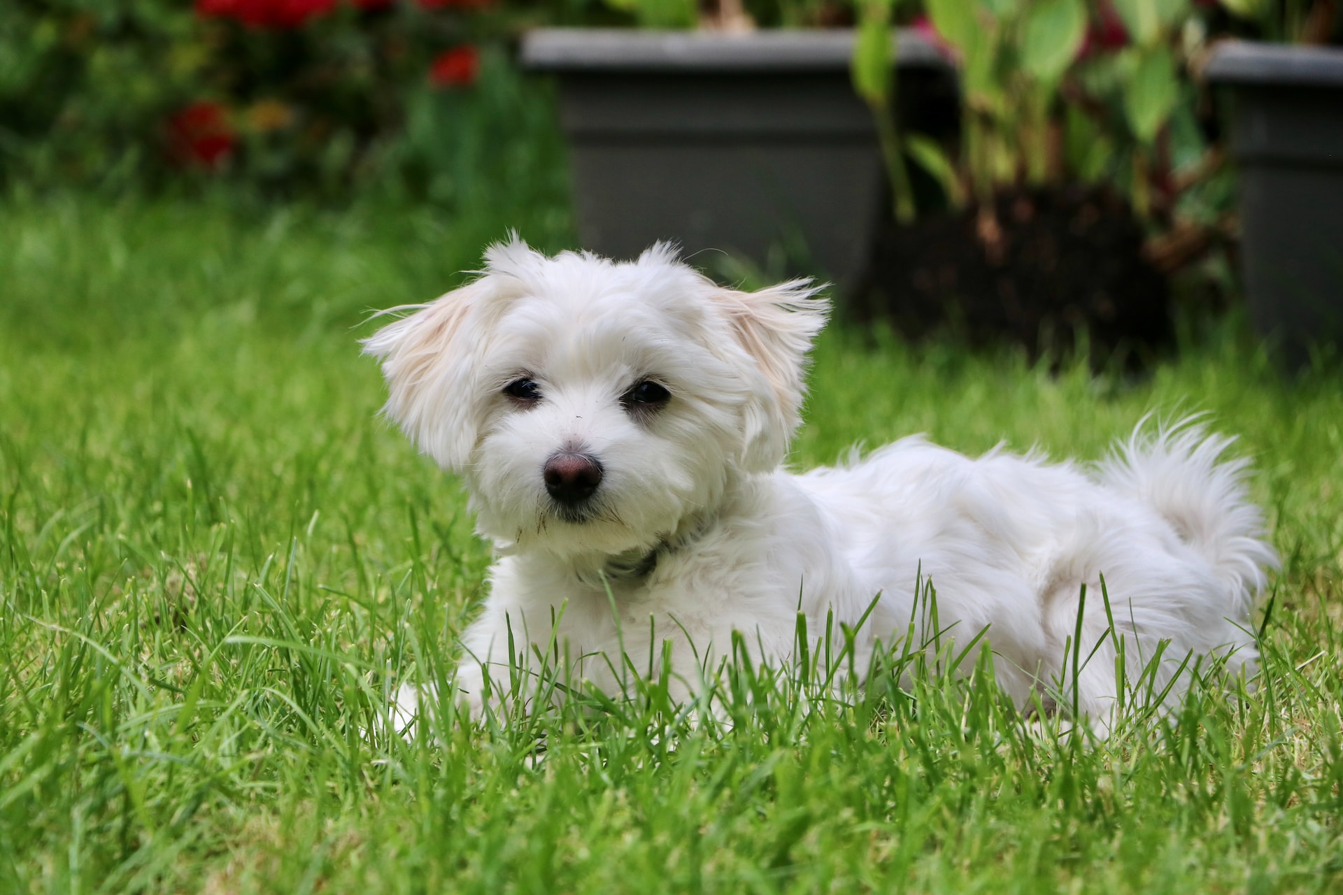 white long coat small Maltese dog on green grass field during daytime