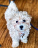 Maltipoo Being Cute