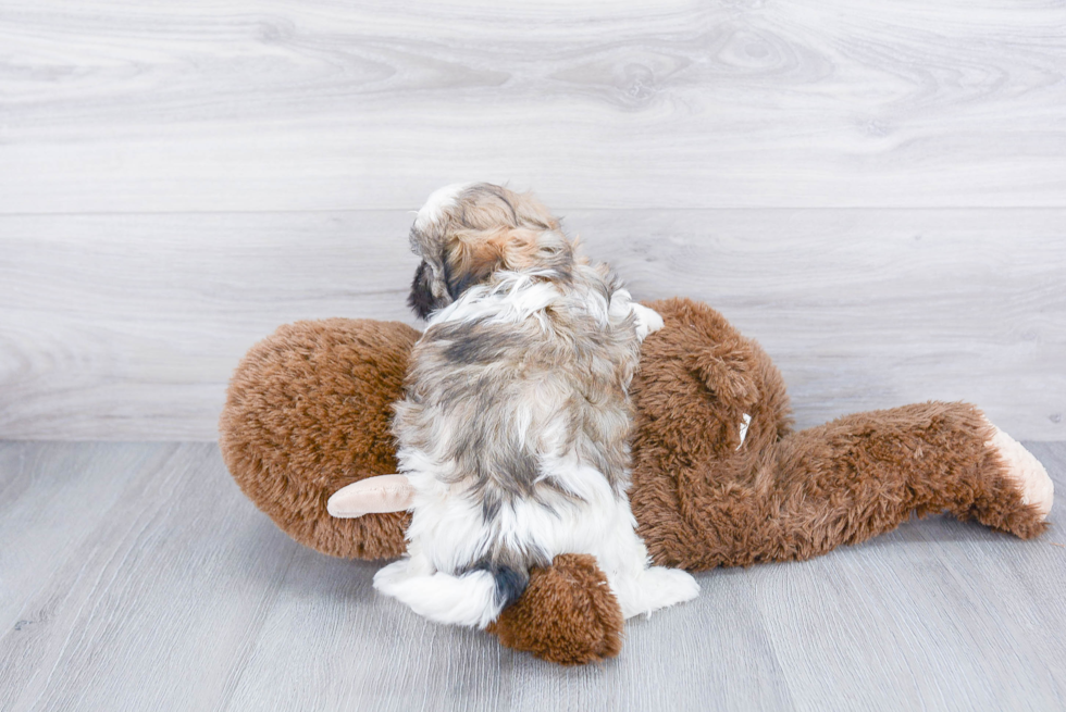 Meet Omega - our Teddy Bear Puppy Photo 3/3 - Premier Pups