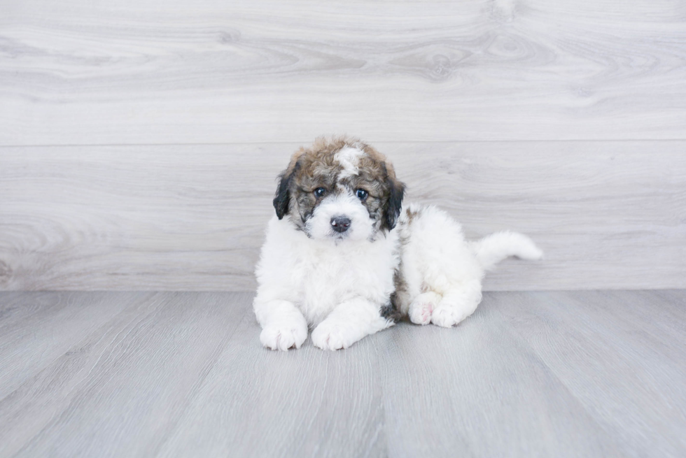 Meet Journee - our Mini Bernedoodle Puppy Photo 1/3 - Premier Pups
