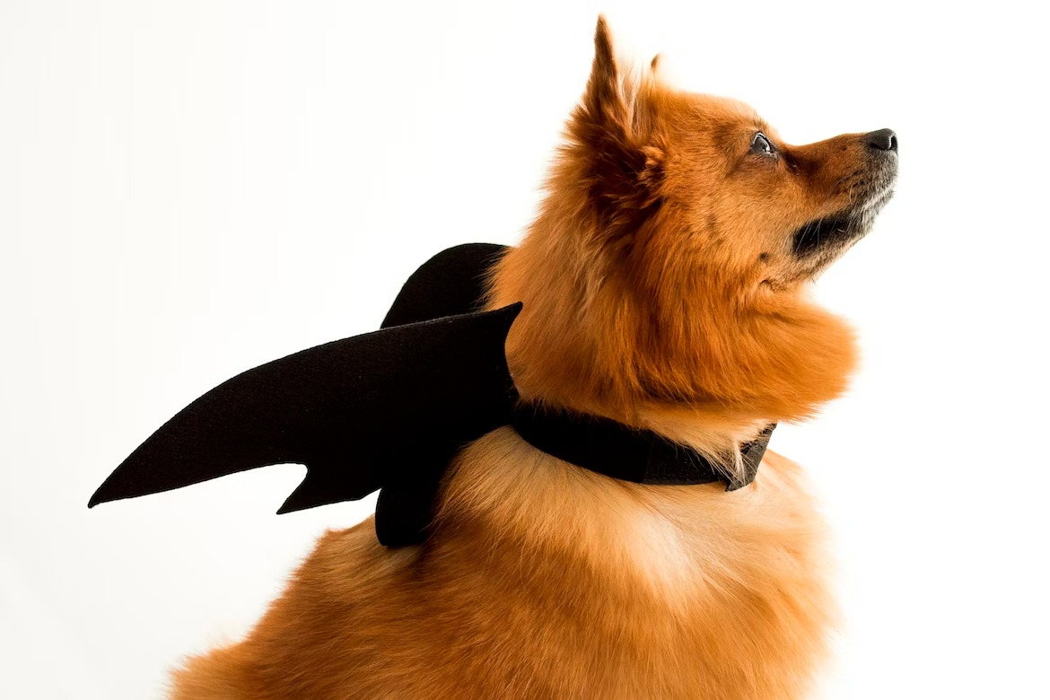 Pomeranian dog dressed in a funny bat costume