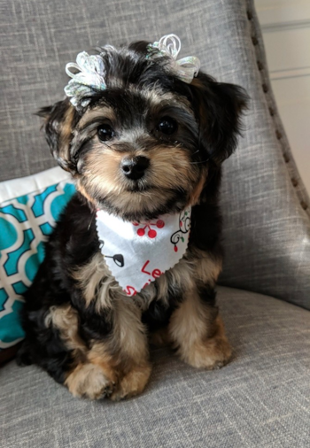 Black and Tan morkie 