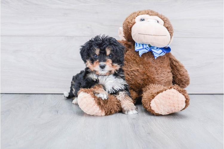 bernedoodle plush toy