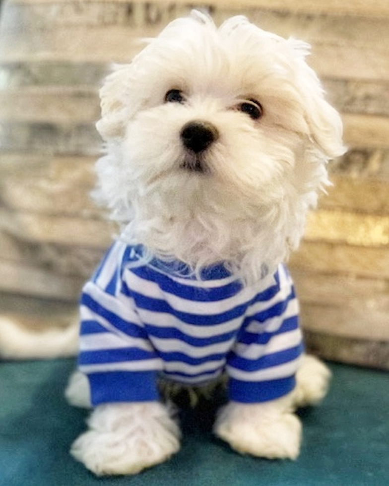 Adorable Maltese Purebred Pup