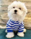 Adorable Maltese Purebred Pup