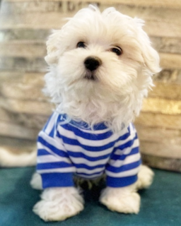 Maltese Puppies for Sale