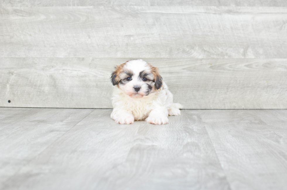 Small breed puppies for sale Teacup Pups for sale in Ohio Premier Pups