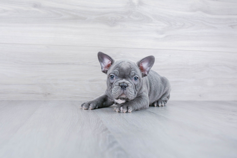 Meet Bruiser - our French Bulldog Puppy Photo 1/4 - Premier Pups