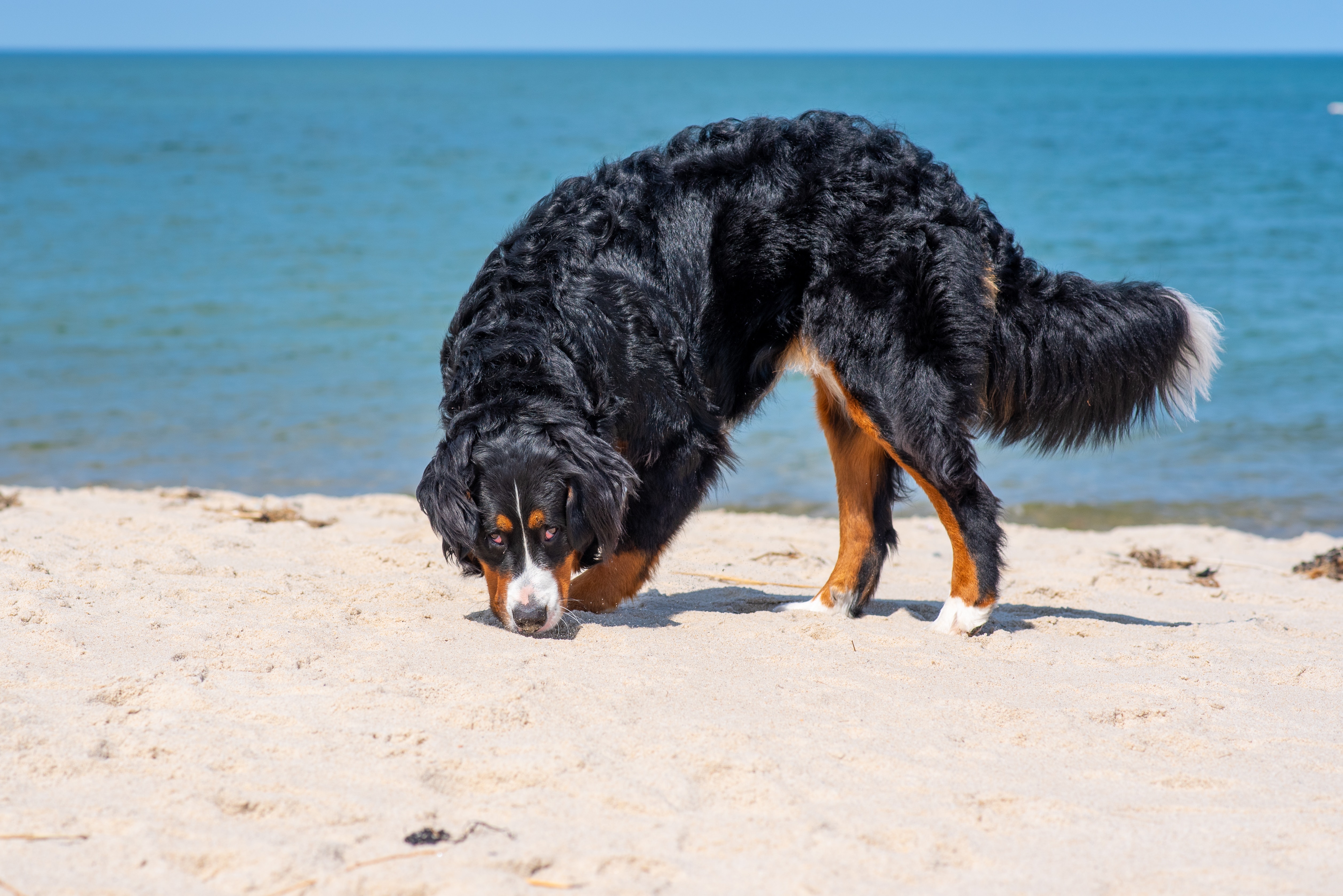 tricolor bernedoodle dog