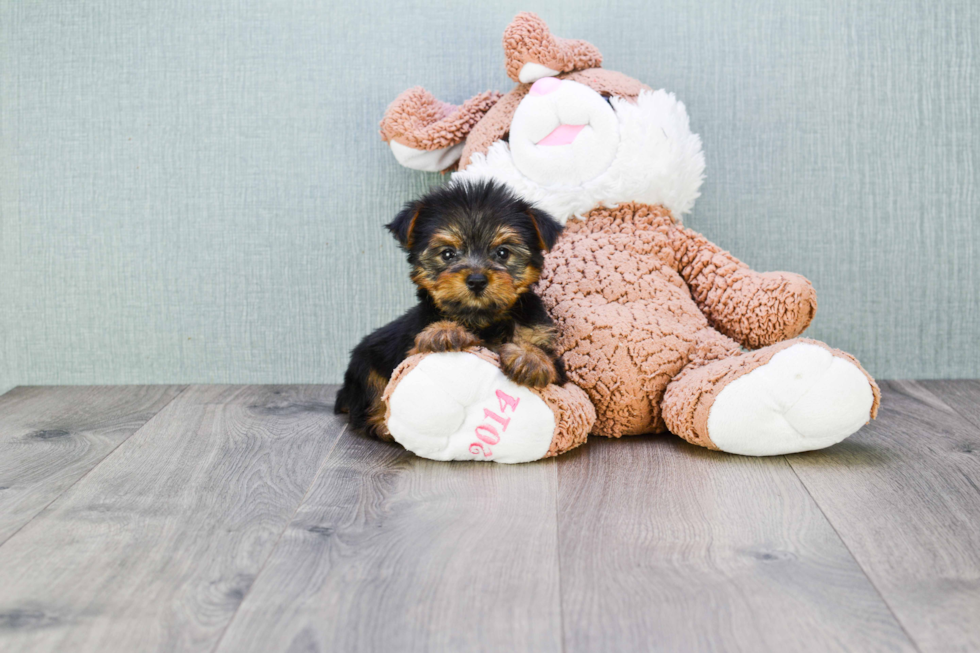 Meet Shania - our Yorkshire Terrier Puppy Photo 