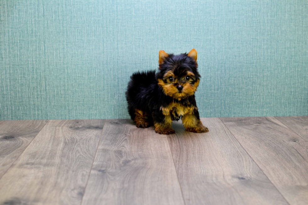Meet Micro-Teacup-Victoria - our Yorkshire Terrier Puppy Photo 
