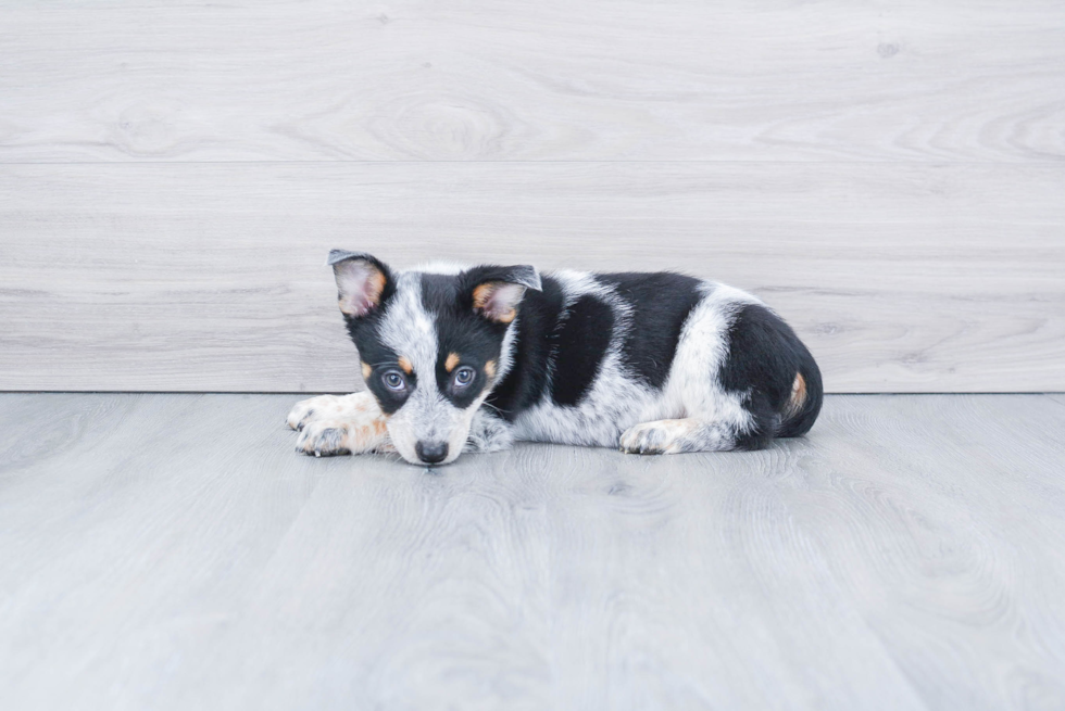 Cowboy Corgi Puppy for Adoption