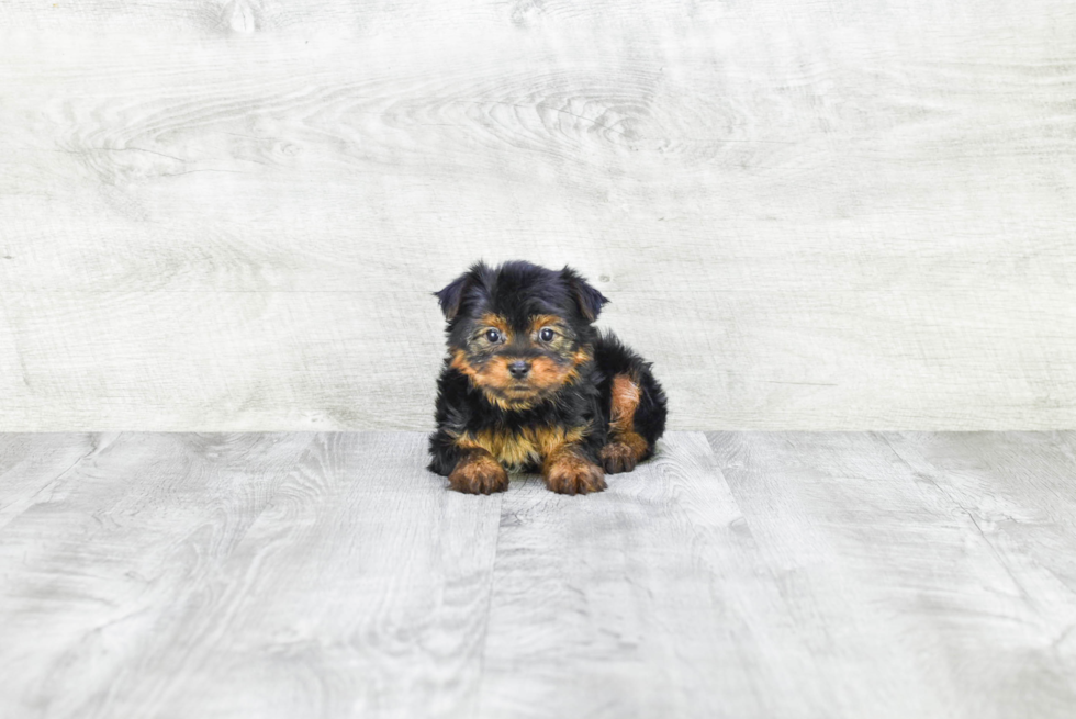 Meet Avery - our Yorkshire Terrier Puppy Photo 2/4 - Premier Pups