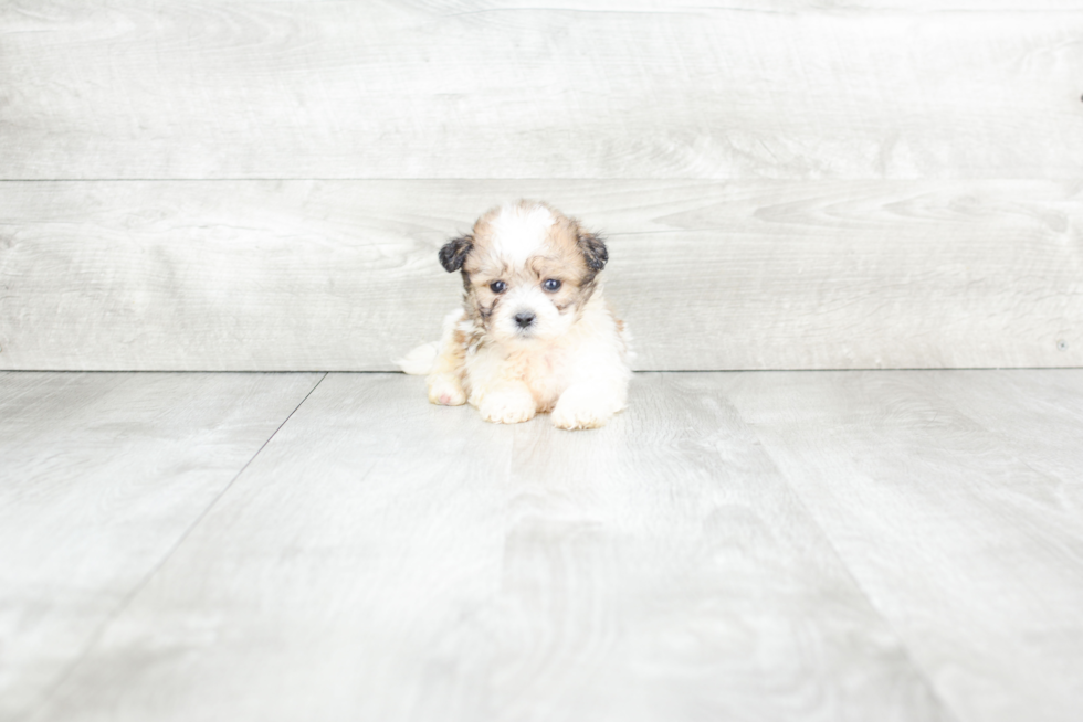Meet Ace - our Teddy Bear Puppy Photo 3/3 - Premier Pups