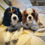 Popular Cavalier King Charles Spaniel Pup