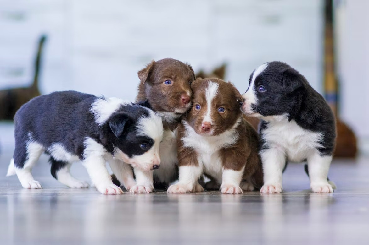 black, white, and brown short coated puppies