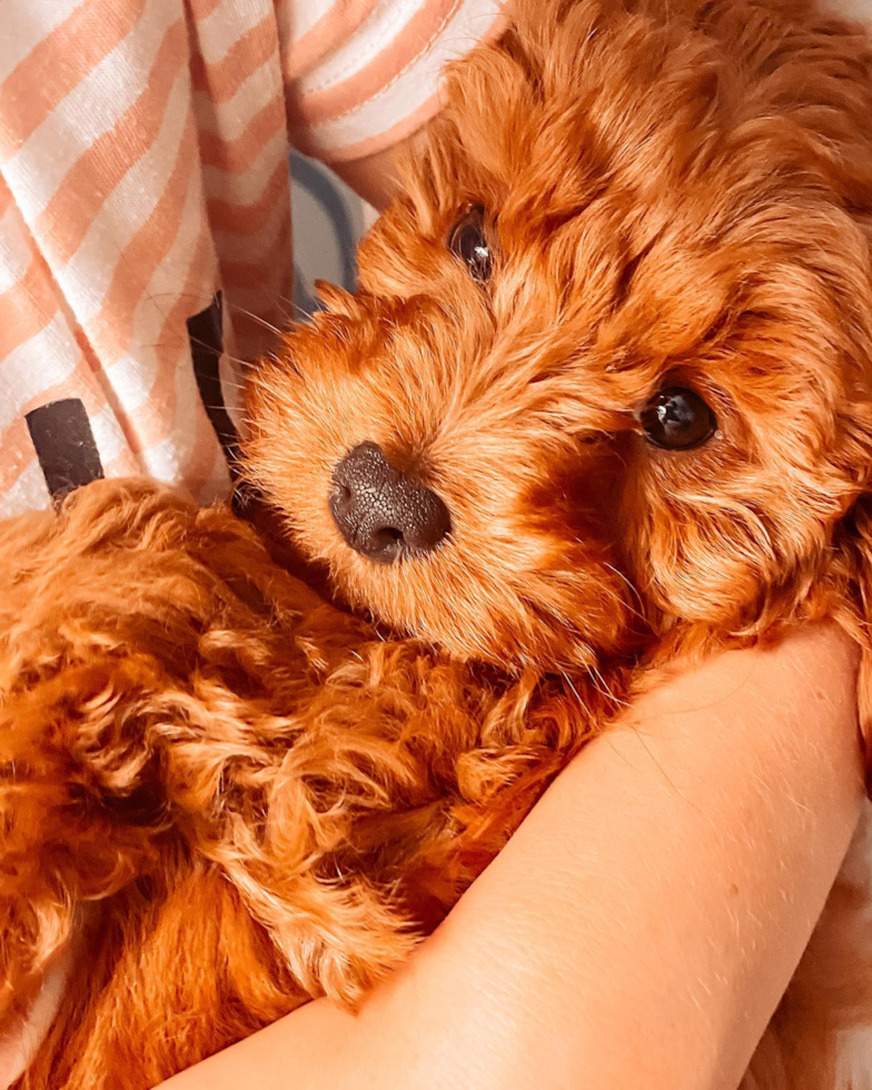 ruby red cavapoo
