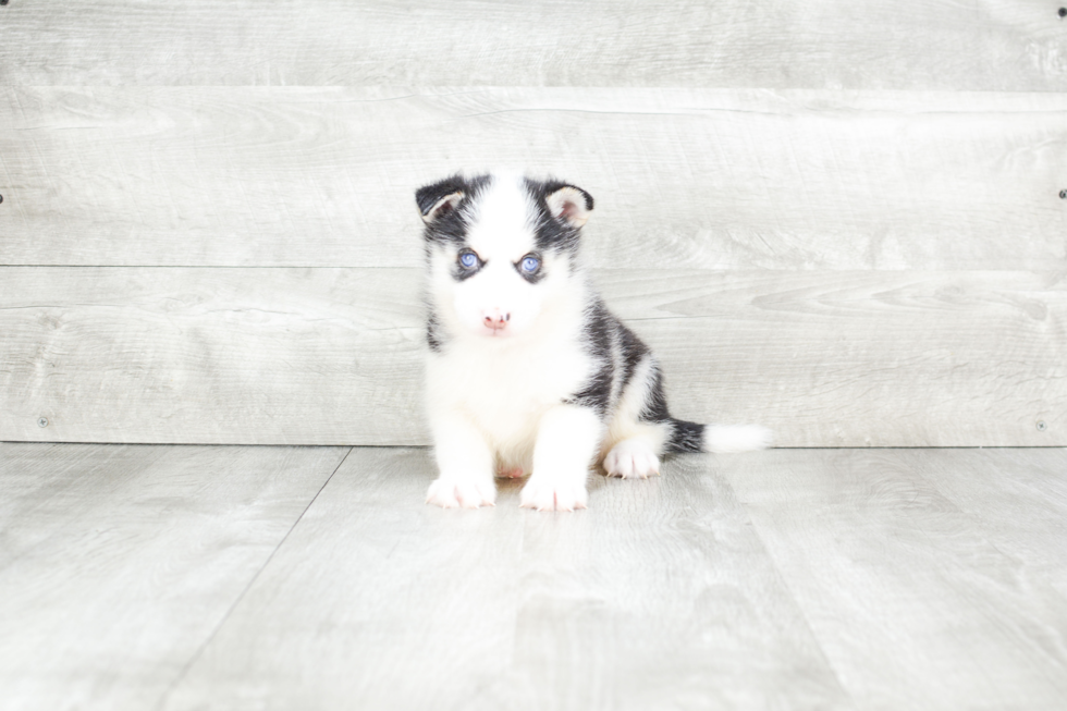 Meet Titan - our Pomsky Puppy Photo 2/4 - Premier Pups