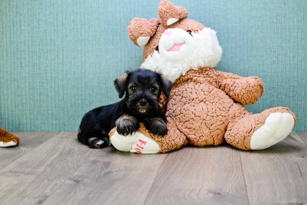 Mini Schnauzer Puppy for Adoption