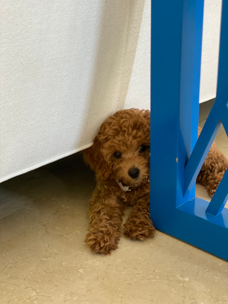 brown mini goldendoodle puppy sitting on a floor next to blue table legs. the brown puppy has curly hair