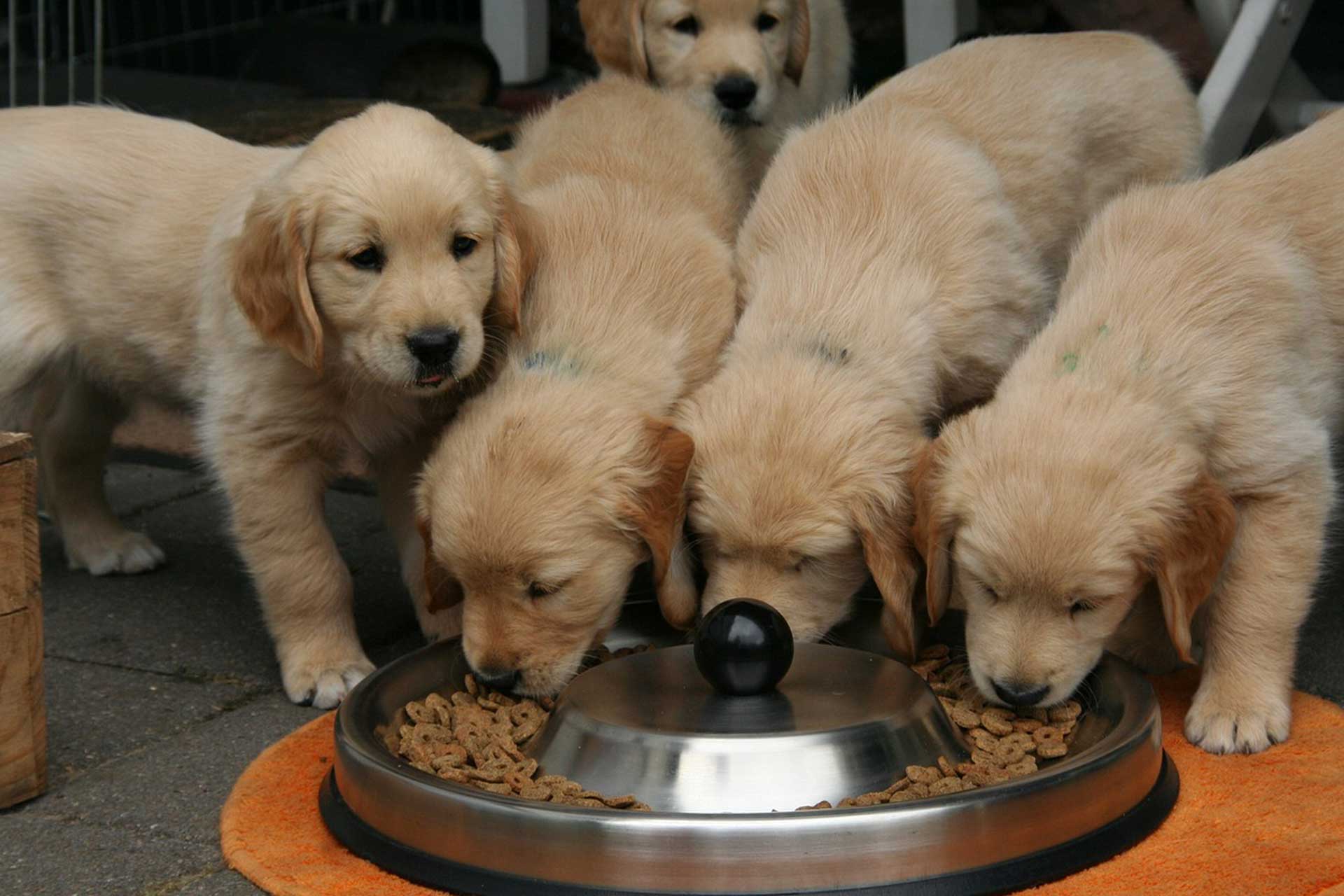 Joyful puppies enjoying a meal inside the crate associating it with happiness and comfort