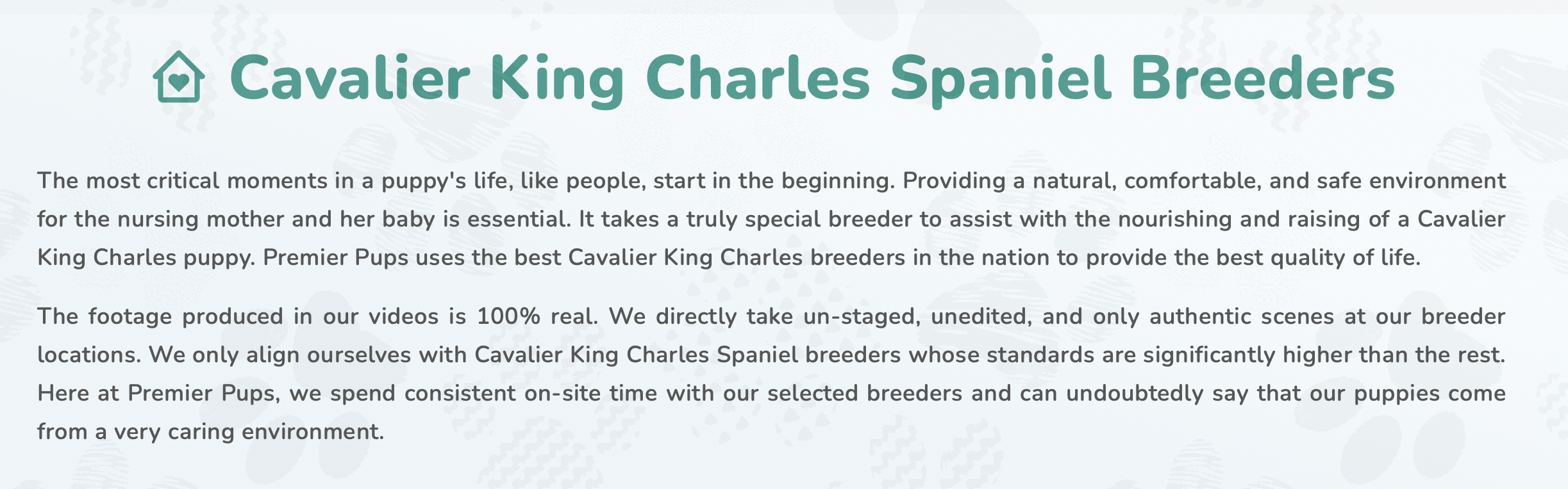 premier pups cavalier king charles spaniel breeders