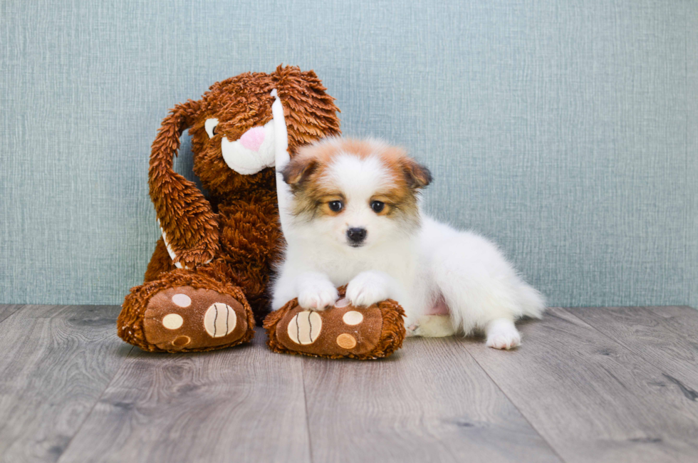 Small breed puppies for sale Teacup Pups for sale in Ohio Premier Pups