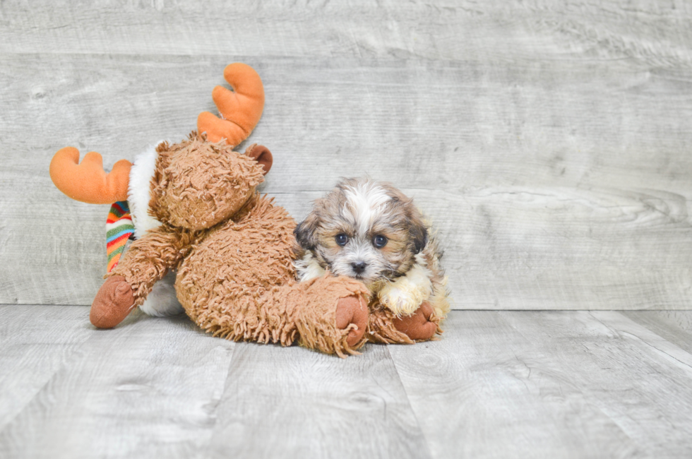 8 week old teddy bear puppies