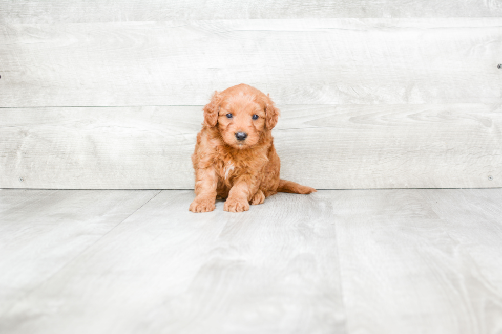 Meet Rolo - our Mini Goldendoodle Puppy Photo 3/3 - Premier Pups