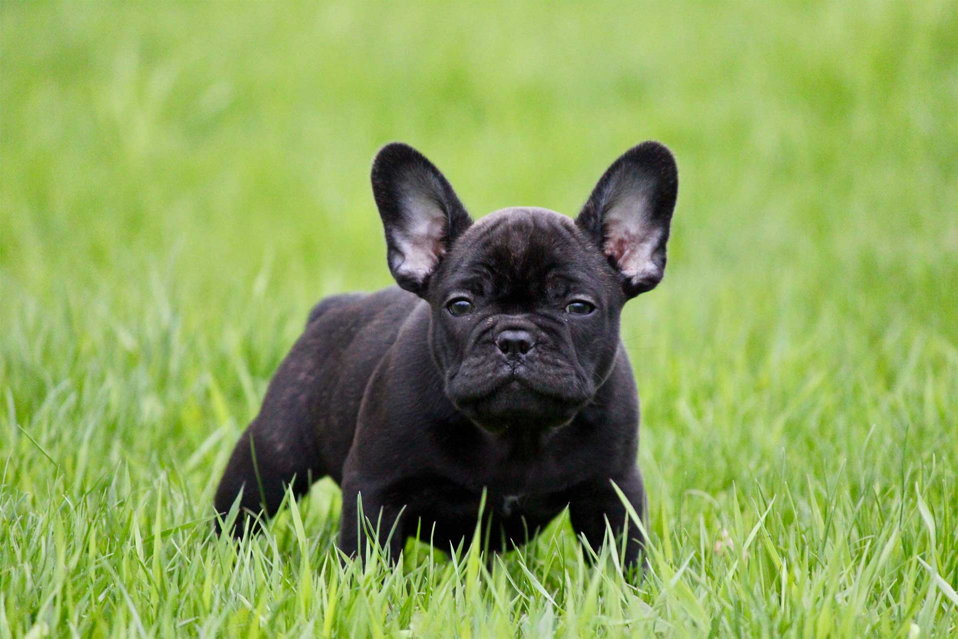 black French bulldog puppy