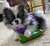 Fluffy Pomeranian Purebred Pup