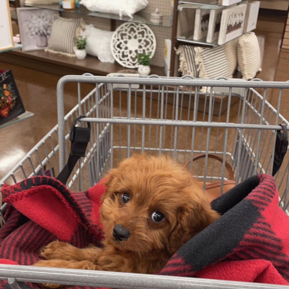 well-behaved cavapoo in a shopping cart