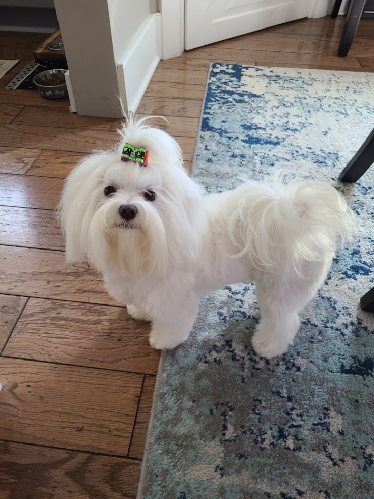 elegant Maltese with a pristine white coat showcasing the breed's beauty