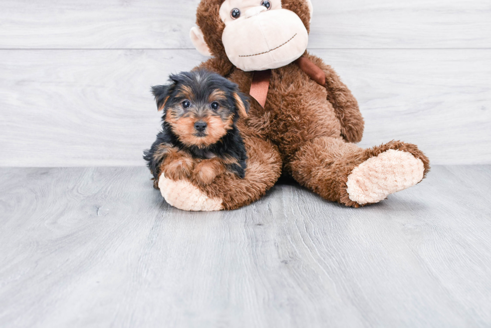 Meet Roger - our Yorkshire Terrier Puppy Photo 