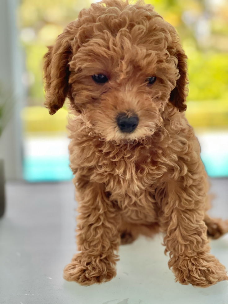 cute mini goldendoodle with curly hair sitting on the floor looking down