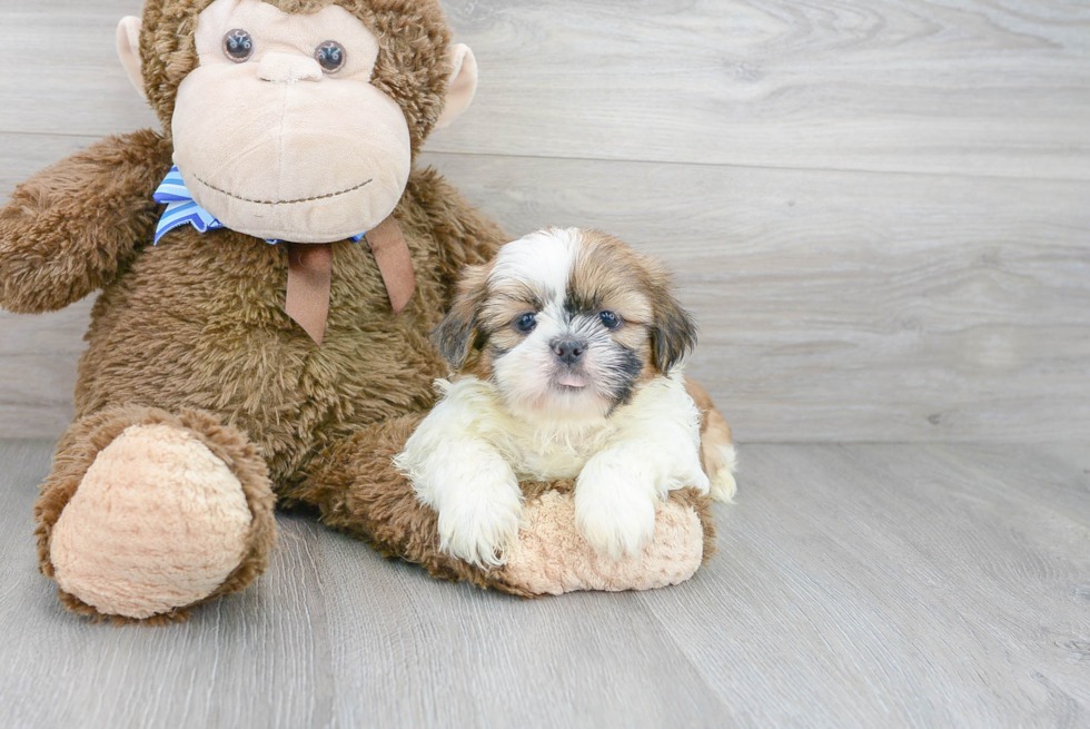 Elegant Shih Tzu puppy patient and gentle with kids