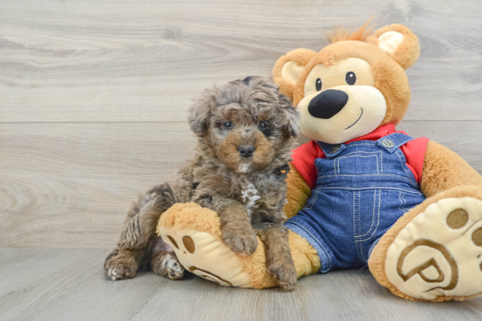 merle goldendoodle mini puppy sitting next to a teddy bear. beautiful merle puppy