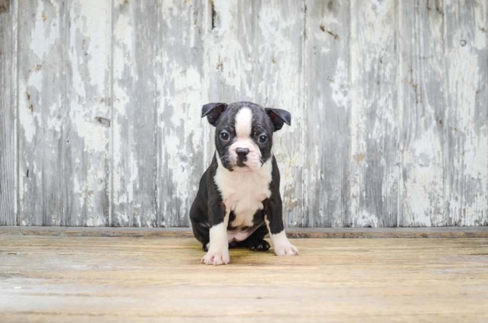 Boston Terrier Puppy for Adoption