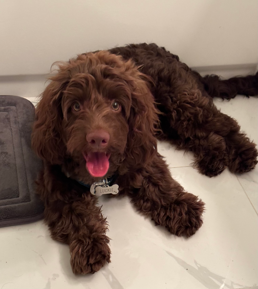 chocolate cockapoo sitting on a marble floor. the dog is well groomed and has a wavy coat