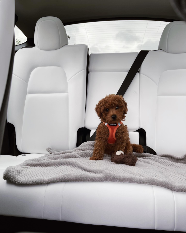 chocolate mini goldendoodle puppy from premier pups sitting in a car with white leather seats