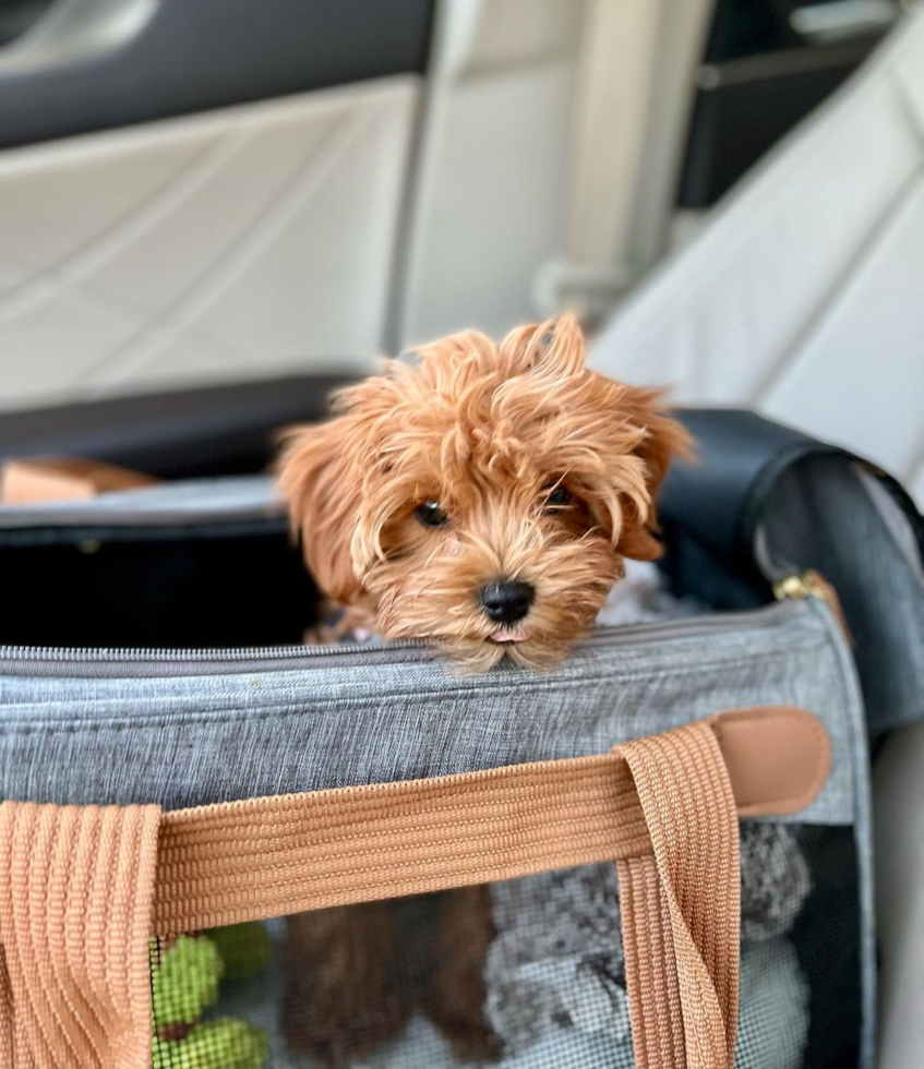 cute cavapoo in a dog travel bag