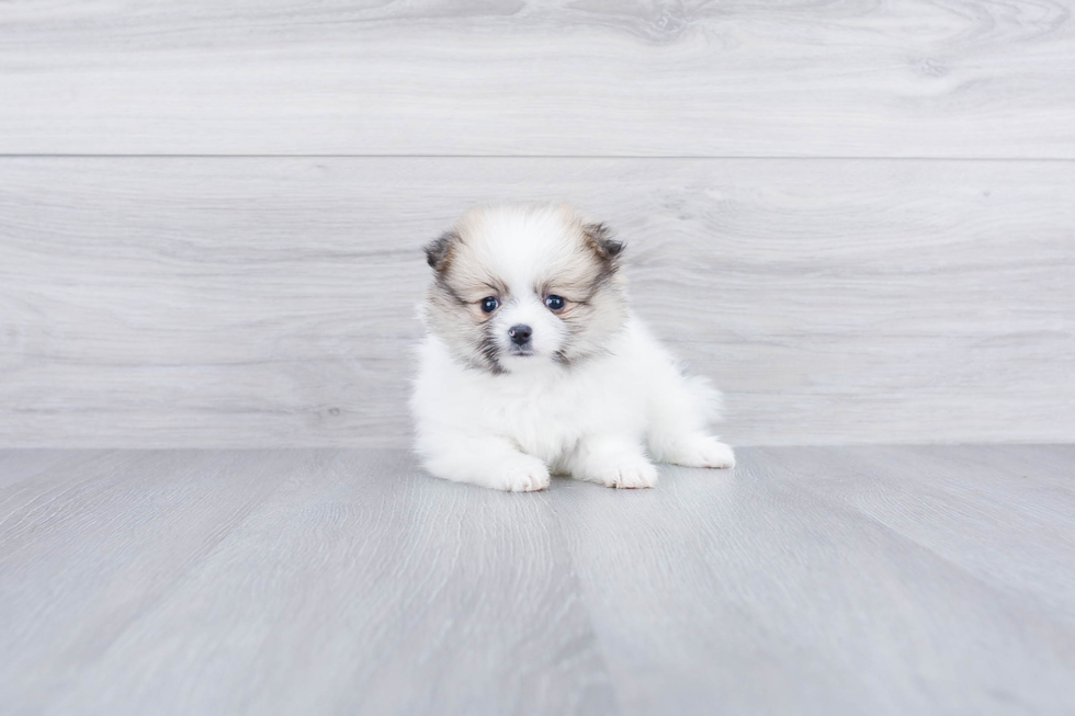 Meet Drake - our Pomeranian Puppy Photo 2/4 - Premier Pups