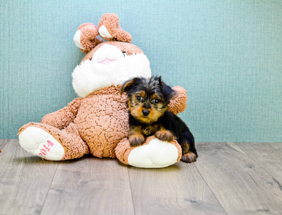 Meet Teacup-Stevo - our Yorkshire Terrier Puppy Photo 