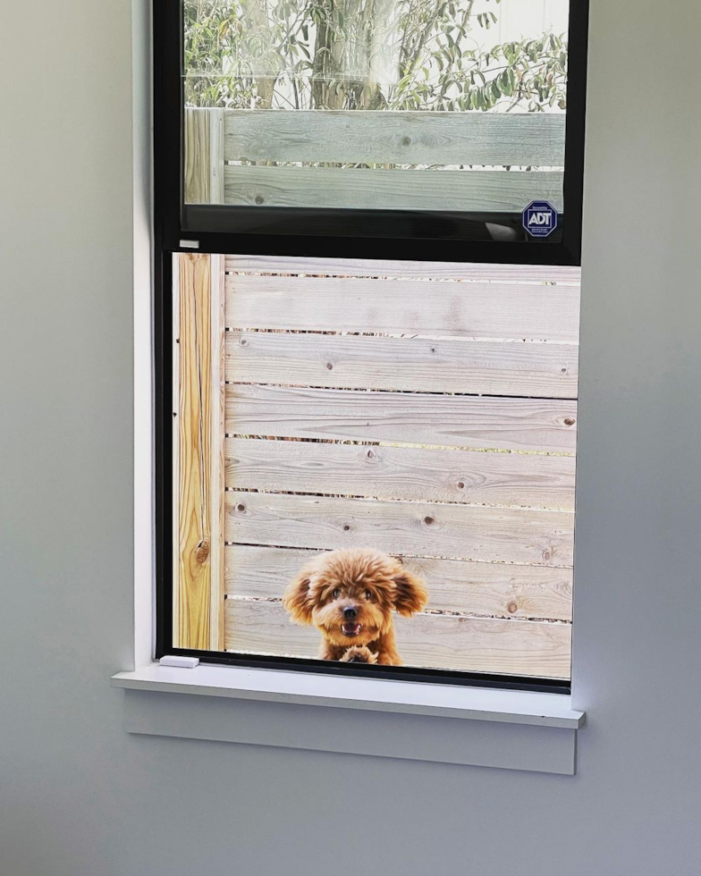small mini goldendoodle dog looking through the window from outside