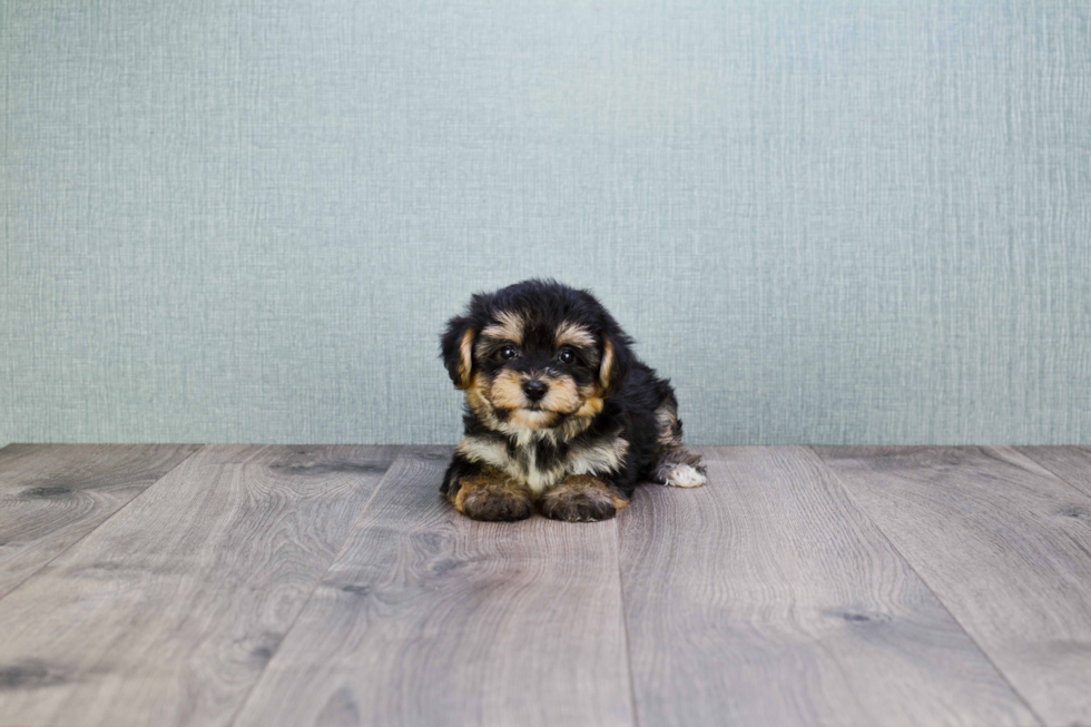 Petite Morkie Designer Pup
