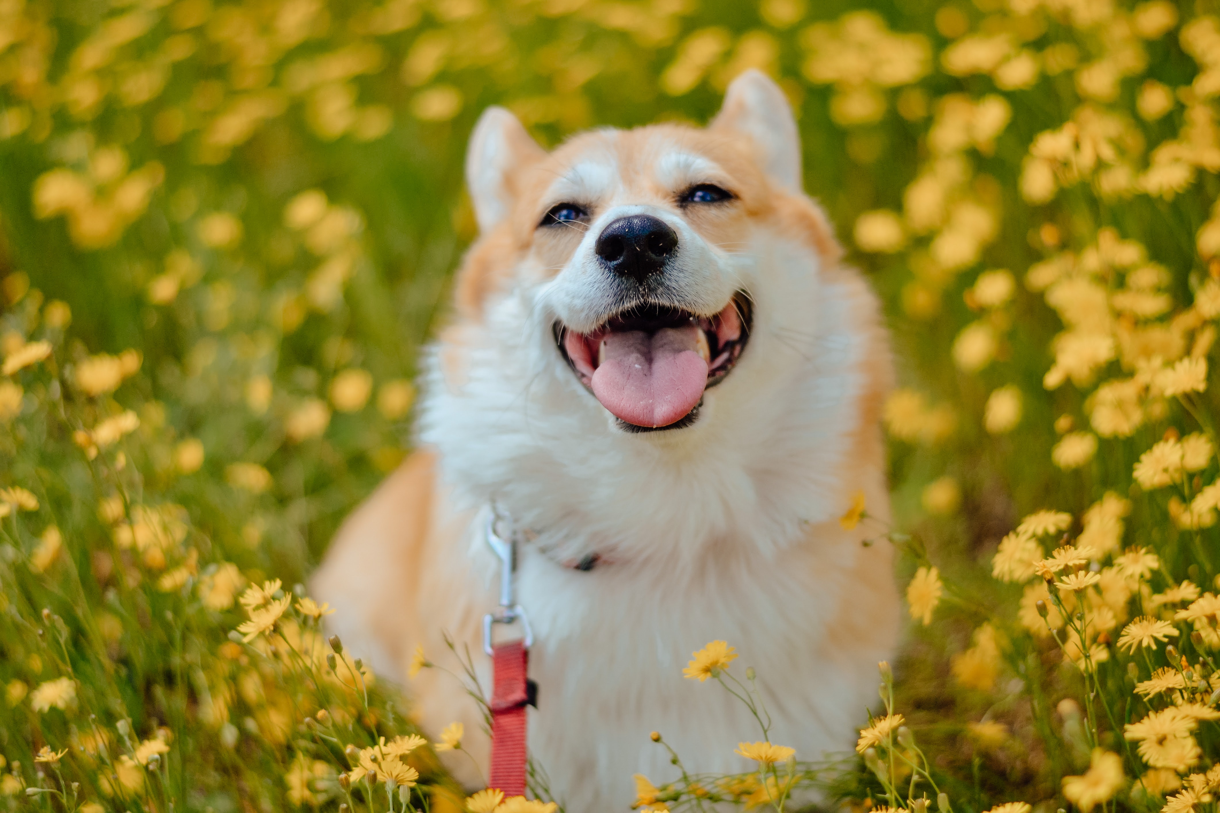 a corgi dog sitting in a field of yellow flowers