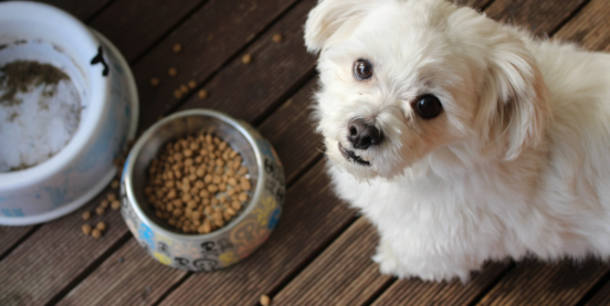 Can Puppies Safely Eat Adult Dog Food?